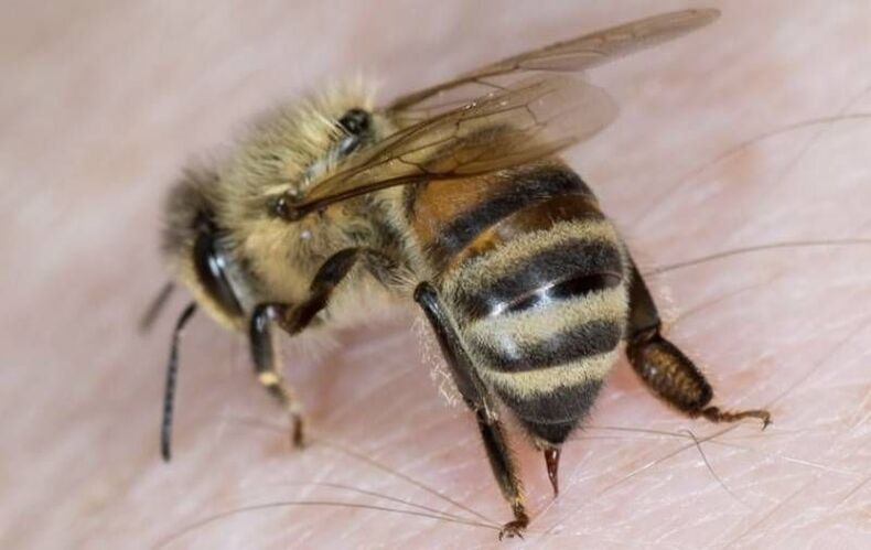 bičių produktai varpos didinimui